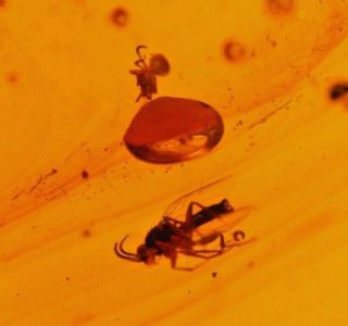 Spider with Mycetophilid Fly in Authentic Dominican Amber Fossil Gemstone 2