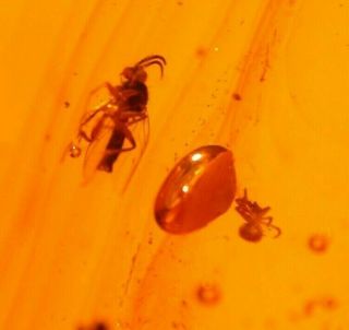Spider with Mycetophilid Fly in Authentic Dominican Amber Fossil Gemstone 3