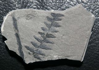 Carboniferous 310 Million Years Ago Fossil Plant - Sphenopteris Sp.