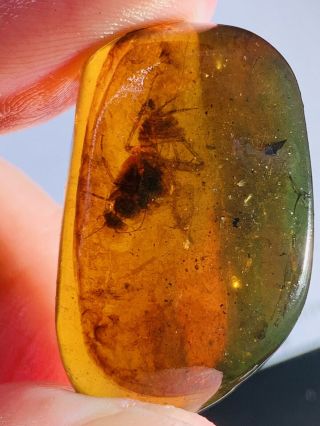 4.  77g Big Cockroach Burmite Myanmar Burmese Amber Insect Fossil Dinosaur Age