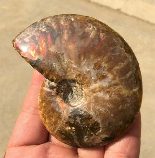 132g A Fossil Of A Fossilized Snail In The Ocean Of Gems A2086