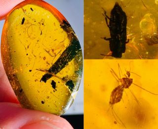 3.  38g Beetle&mosquito Fly Burmite Myanmar Burma Amber Insect Fossil Dinosaur Age