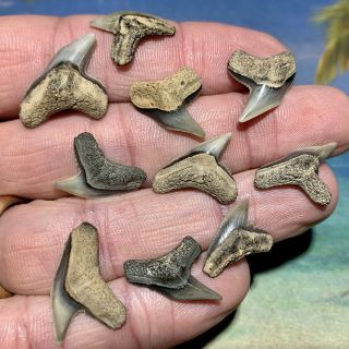 10 Tiger Shark Tooth Combo - Calvert Cliffs Fossils - Not Megalodon