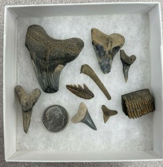 Maryland Fossils Shark Teeth And Other Fossils Calvert County