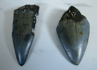 Two Fossil Mako Shark Tooth,  Over 1 1/2 Inches