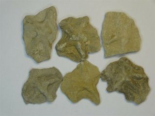 Ichnogenus - Mississippian Period - Six (6) Starfish Cast - 6sf1