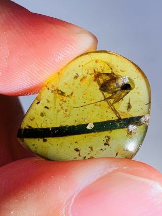 1.  23g Unknown Fly&leaf Burmite Myanmar Burmese Amber Insect Fossil Dinosaur Age
