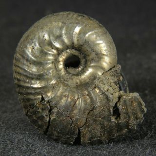2.  2cm/0.  9in Rare Pyrite Ammonite Eichwaldiceras Jurassic Callovian Fossil Russia