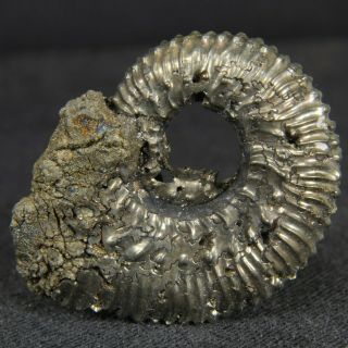 2.  7cm/1.  1in Rare Pyritized Ammonite Kosmoceras Pollucinum Jurassic Fossil Russia