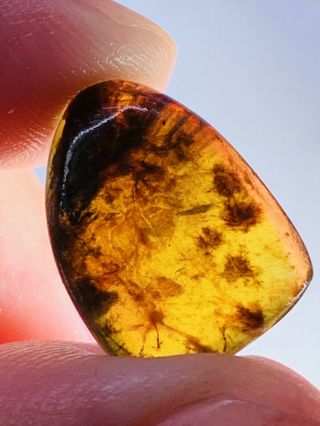 0.  9g Unknown Items Burmite Myanmar Burmese Amber Insect Fossil Dinosaur Age