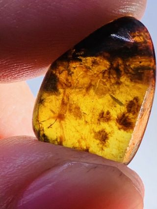0.  9g Unknown Items Burmite Myanmar Burmese Amber insect fossil dinosaur age 2