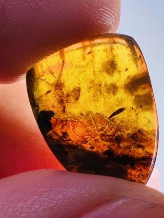 0.  9g Unknown Items Burmite Myanmar Burmese Amber insect fossil dinosaur age 3