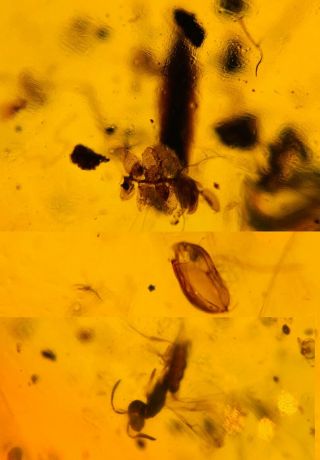 Unknown Item&wasp&leaf Burmite Myanmar Burmese Amber Insect Fossil Dinosaur Age