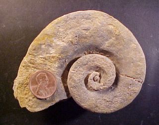 Maclurina Gastropod,  Ordovician From Ontario,  Canada