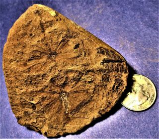 Mazon Creek Fossil (double Annularia With Misc.  Mini Others)