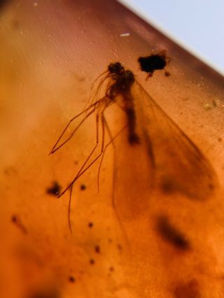 Scorpion Fly&diptera Burmite Myanmar Burmese Amber Insect Fossil Dinosaur Age