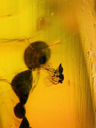 Fly On Plant Spore Burmite Myanmar Burmese Amber Insect Fossil Dinosaur Age