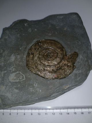 Fossil Fossilien Ammonit Psiloceras Planorbis Ammonite Pearl Jurassic Uk