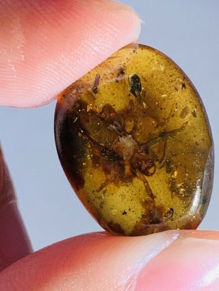 Unknown Big Bug&beetle&larva Burmite Myanmar Amber Insect Fossil Dinosaur Ag