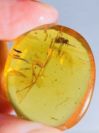 4.  33g Arachnida Spider Burmite Myanmar Burmese Amber Insect Fossil Dinosaur Age
