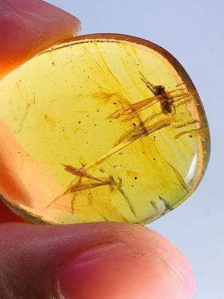 4.  33g Arachnida Spider Burmite Myanmar Burmese Amber insect fossil dinosaur age 3