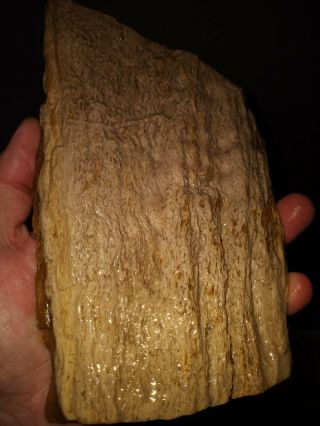 2.  5 Lb Texas Petrified Wood Lapidary Slabbing Cabbing Rough Specimen