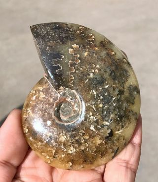114g A Fossil Of A Fossilized Snail In The Ocean Of Gems A1815