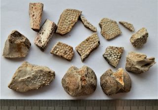 53 Devonian Armor (placoderms) Fish Fragment,  Part Flipper Bone.  Rare