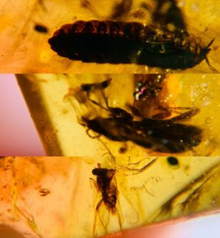Millipede&beetle&fly Burmite Myanmar Burma Amber Insect Fossil Dinosaur Age