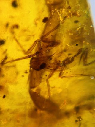 Unknown Bug&big Leg Burmite Myanmar Burmese Amber Insect Fossil Dinosaur Age