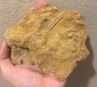 Texas Fossil Crinoid Plate Pennsylvanian Trilobite Age Fossils Crinoids