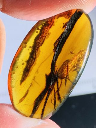 1.  75g Fly&unknown Items Burmite Myanmar Burmese Amber Insect Fossil Dinosaur Age