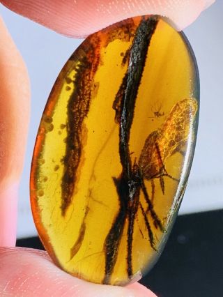 1.  75g Fly&unknown items Burmite Myanmar Burmese Amber insect fossil dinosaur age 2