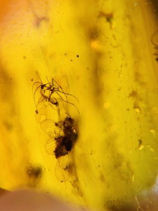 Neuroptera Fly Lacewing Nest Burmite Myanmar Amber Insect Fossil Dinosaur Age