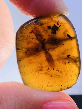 3.  2g Unknown Bug Wings Burmite Myanmar Burmese Amber Insect Fossil Dinosaur Age