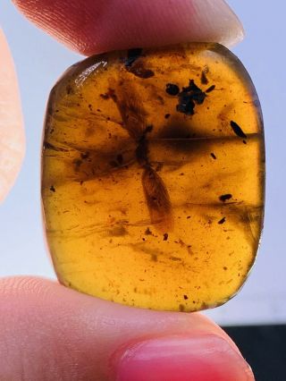 3.  2g unknown bug wings Burmite Myanmar Burmese Amber insect fossil dinosaur age 2