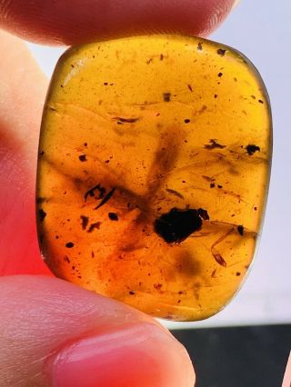 3.  2g unknown bug wings Burmite Myanmar Burmese Amber insect fossil dinosaur age 3