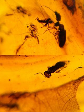 Beetle&wasp Bee&fly Burmite Myanmar Burmese Amber Insect Fossil Dinosaur Age