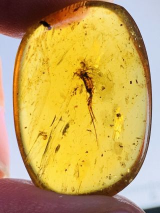 2.  33g Silverfish Burmite Myanmar Burmese Amber Insect Fossil Dinosaur Age