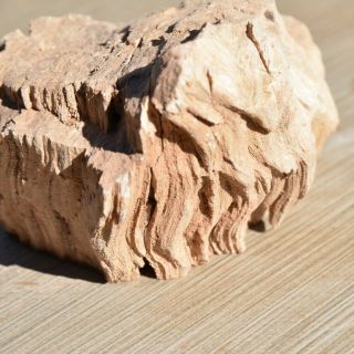 Natural Petrified Wood Fossil Limb Cast Wood Grain Jasper Mexico - 12 Oz