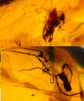 Neuroptera Fly&spider Burmite Myanmar Burmese Amber Insect Fossil Dinosaur Age