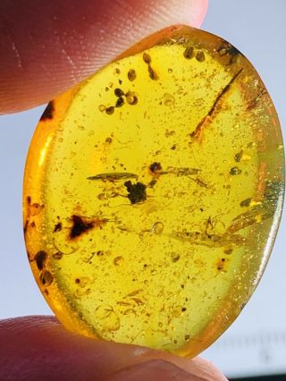2.  37g Silverfish Burmite Myanmar Burmese Amber Insect Fossil Dinosaur Age
