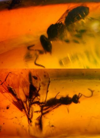 2 Wasp Bee&unknown Fly Burmite Myanmar Burmese Amber Insect Fossil Dinosaur Age
