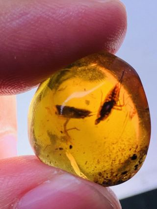 2 Leafhopper Larva Burmite Myanmar Burmese Amber Insect Fossil Dinosaur Age