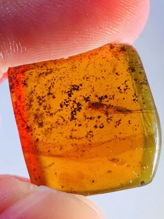 2.  57g Silverfish Burmite Myanmar Burmese Amber Insect Fossil Dinosaur Age