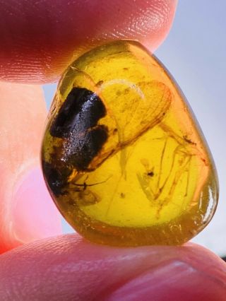 2.  63g Unknown Bug&wings Burmite Myanmar Burmese Amber Insect Fossil Dinosaur Age