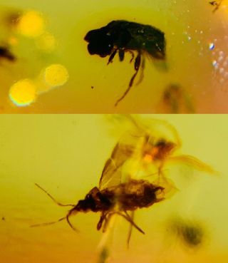 Coleoptera Beetle&stinkbug Burmite Myanmar Amber Insect Fossil Dinosaur Age