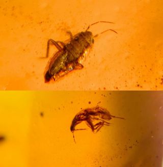 2 Stinkbug Larva Burmite Myanmar Burmese Amber Insect Fossil Dinosaur Age
