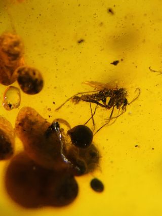Mosquito Fly On Plant Spores Burmite Myanmar Amber Insect Fossil Dinosaur Age