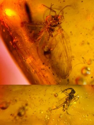Neuroptera Fly Lacewing&mosquito Burmite Myanmar Amber Insect Fossil Dinosaur Ag